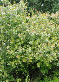 Arctostaphylos x 'Sunset'